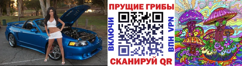 закладка  Березники  Псилоцибиновые грибы Cubensis 